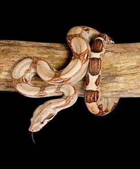 Colombian Red Tail Boa Constrictor Photograph by David Kenny