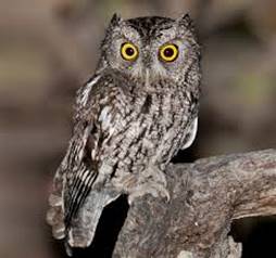 Image result for western screech owl facts