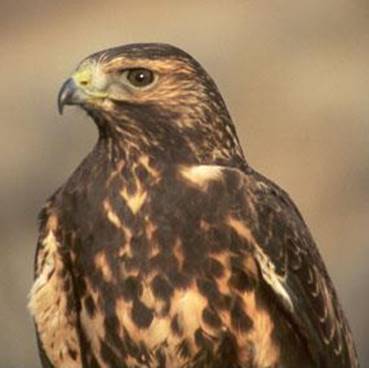 http://upload.wikimedia.org/wikipedia/commons/7/73/Juvenile_Swainson's_Hawk.jpg
