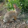 cottontail-rabbit[1]