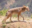 Canis_latrans[1]