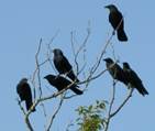 crows[1]