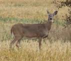 SK_WhiteTailed_Deer[1]