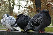 220px-WinterPigeons02[1]