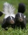 skunks[1]