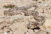 220px-Pituophis_catenifer_catenifer_(Carrizo_Plain)[1]